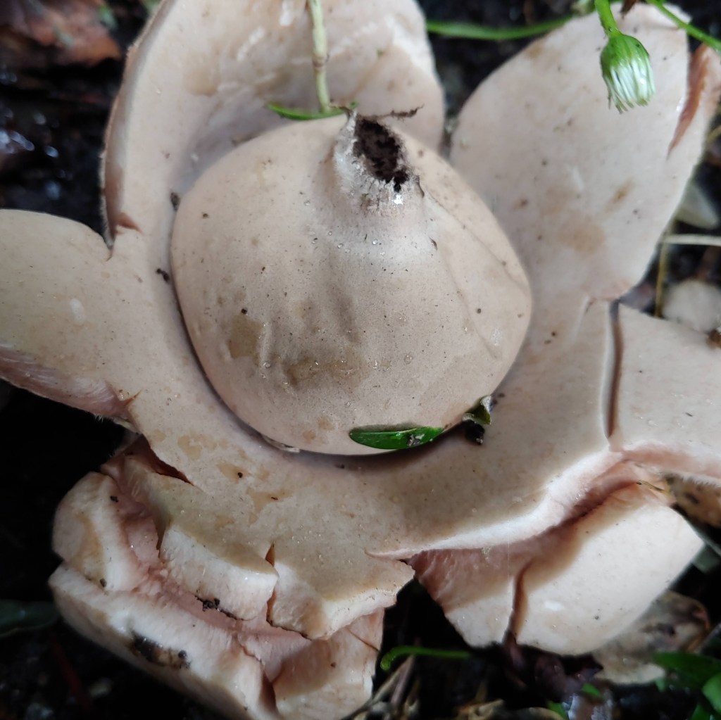 19 Nov Reculver 12km