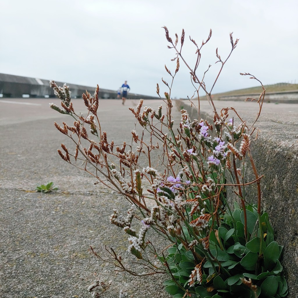 7 Jan Reculver –&nbsp;Westgate