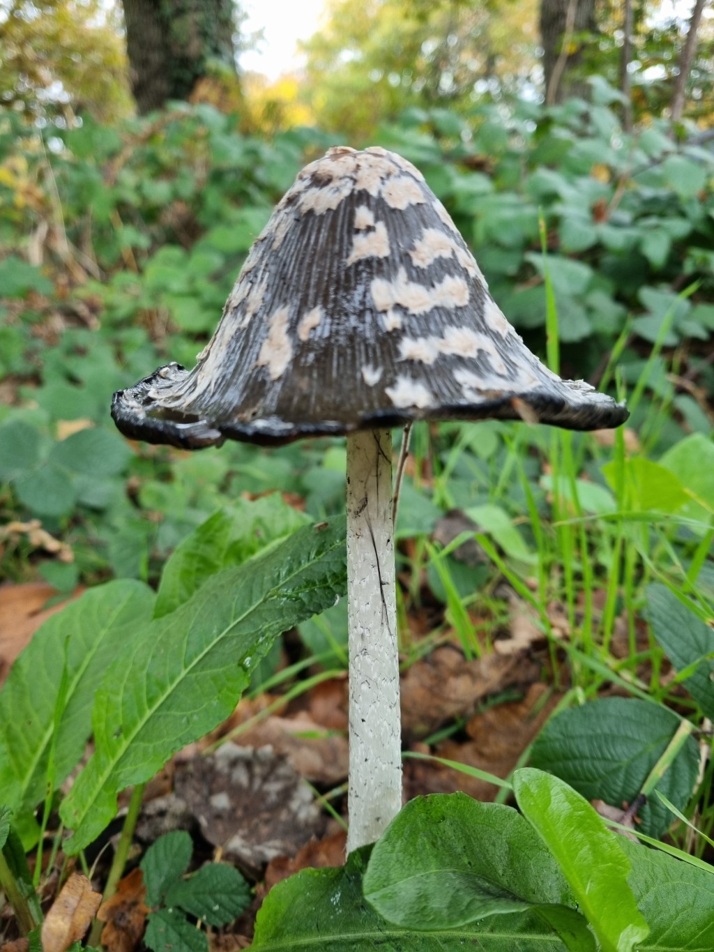 3 Nov Clowes&nbsp;Wood